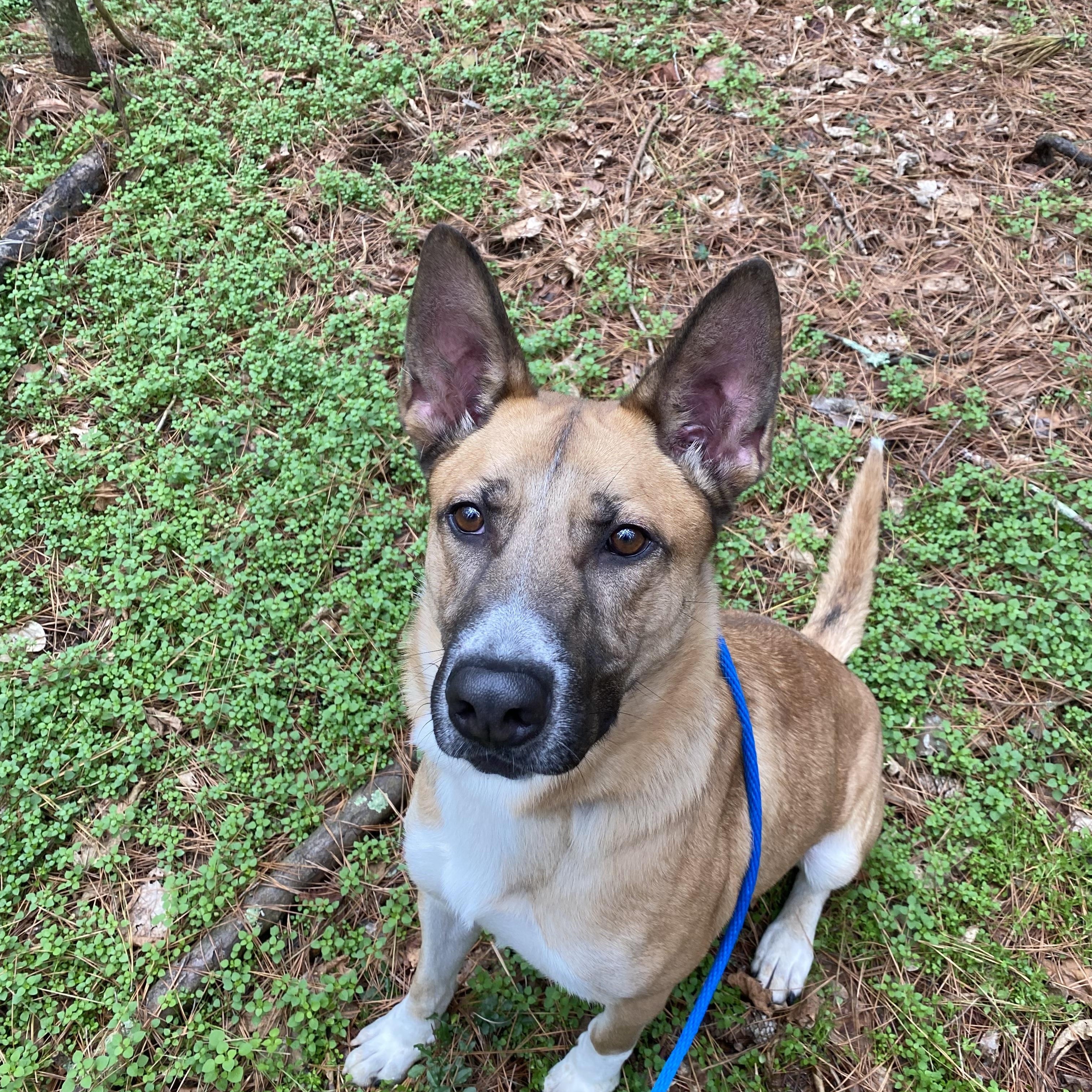Enlarge Conan, a Adoptable mixed breed in Rome, GA image 2/2