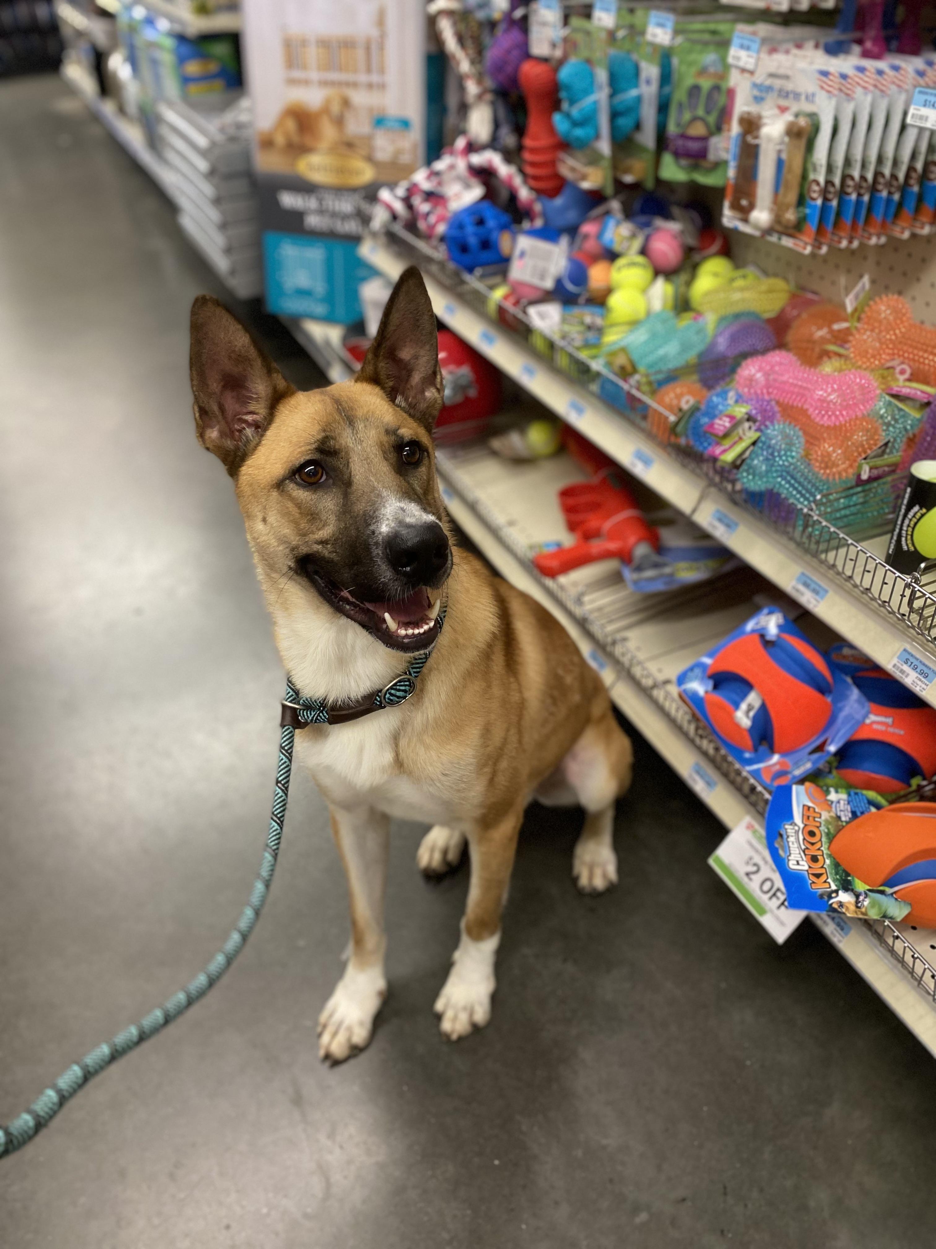 Enlarge Conan, a Adoptable mixed breed in Rome, GA image 1/1