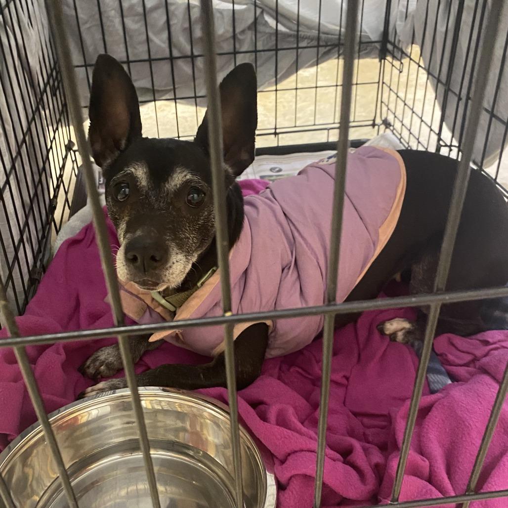 Cupcake  T thumbnail 2