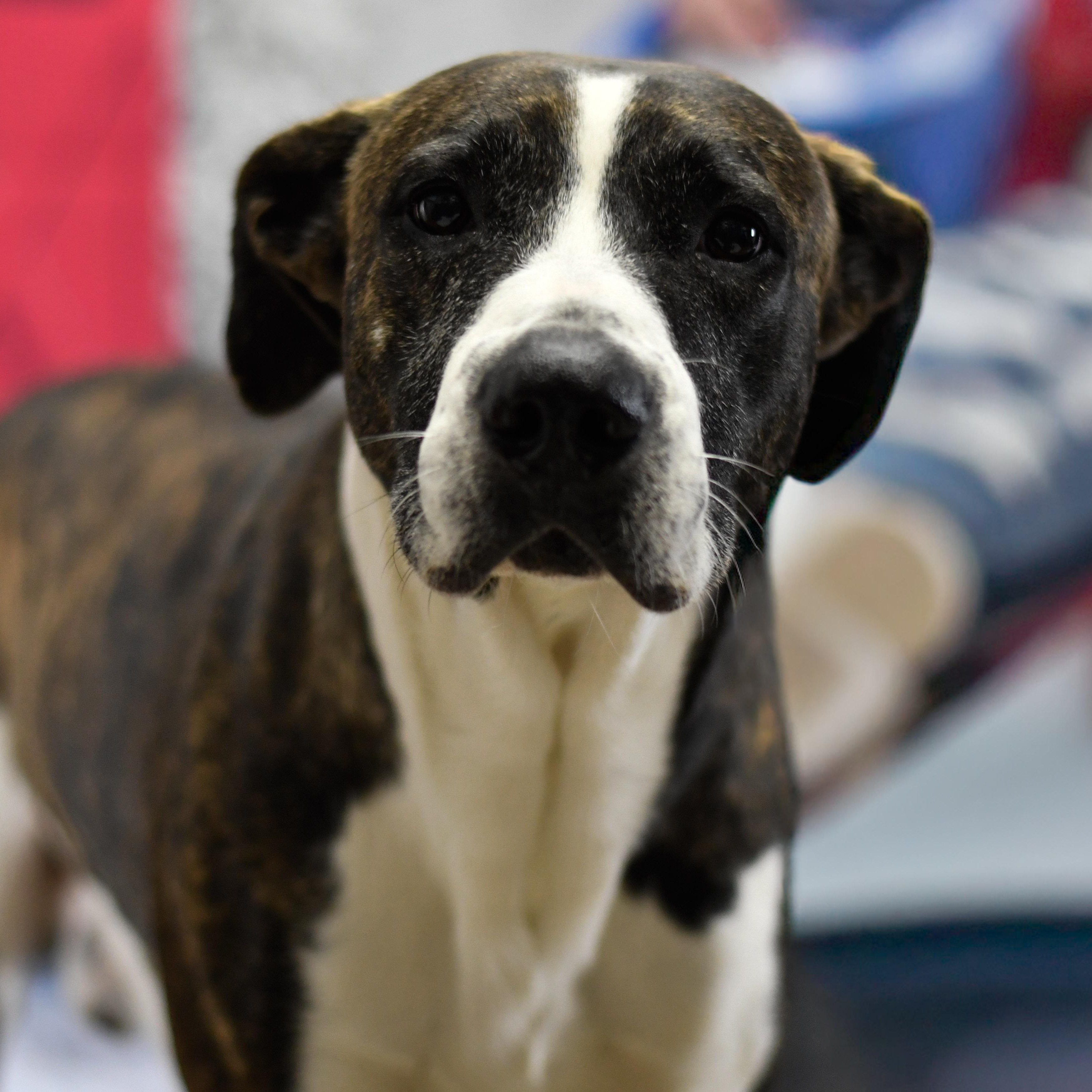 Buck, ADOPTABLE, Adult Male Mixed Breed.