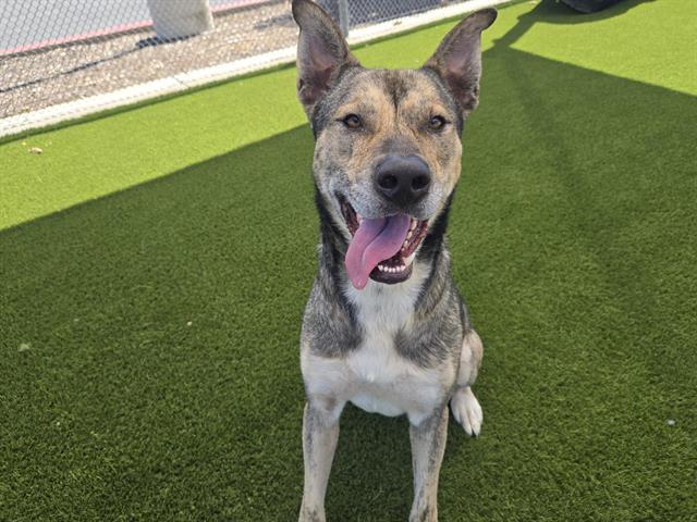USAIN BOLT, Adoptable, Adult Male German Shepherd Dog & Mixed Breed.