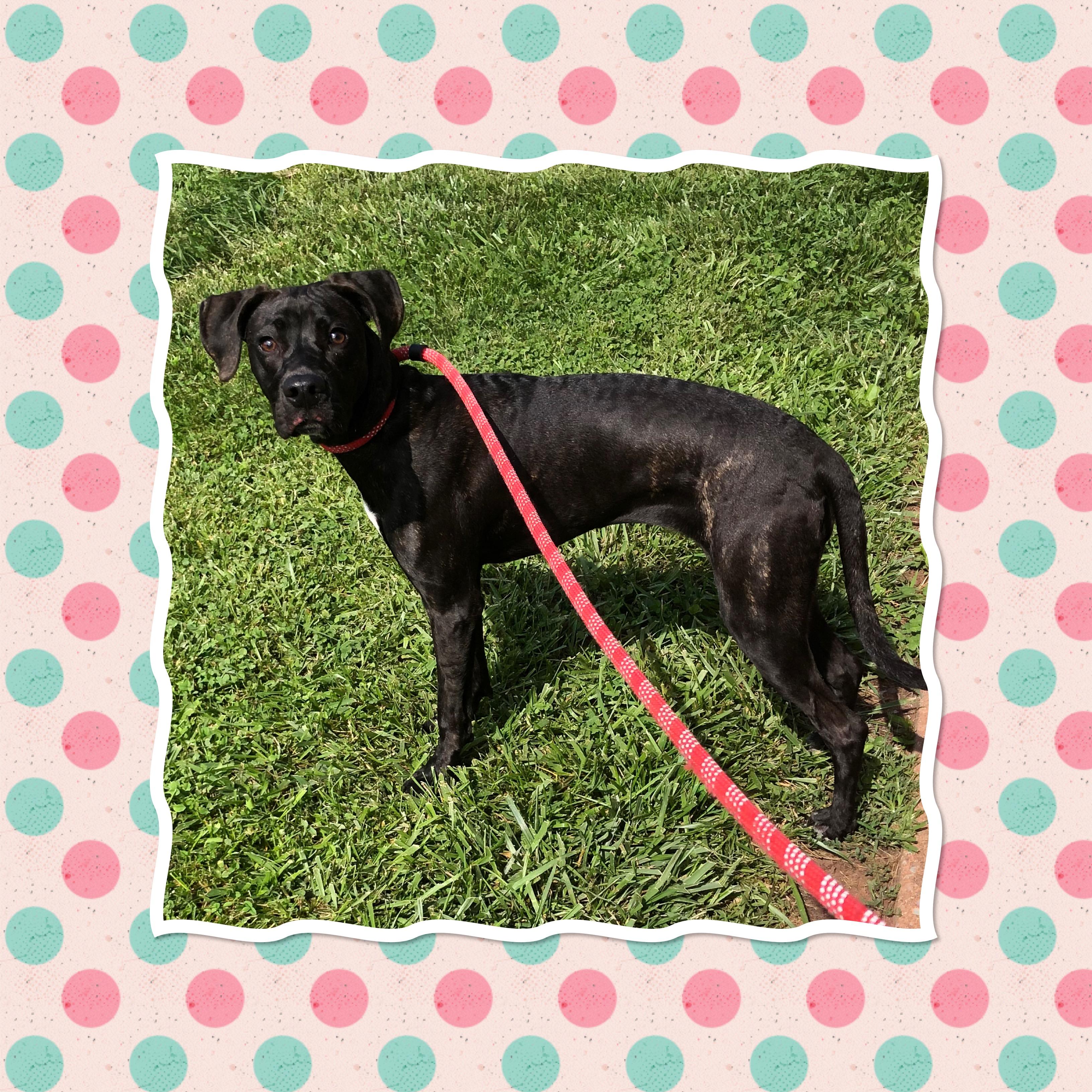 EMMY, ADOPTABLE, Puppy Female Boxer.