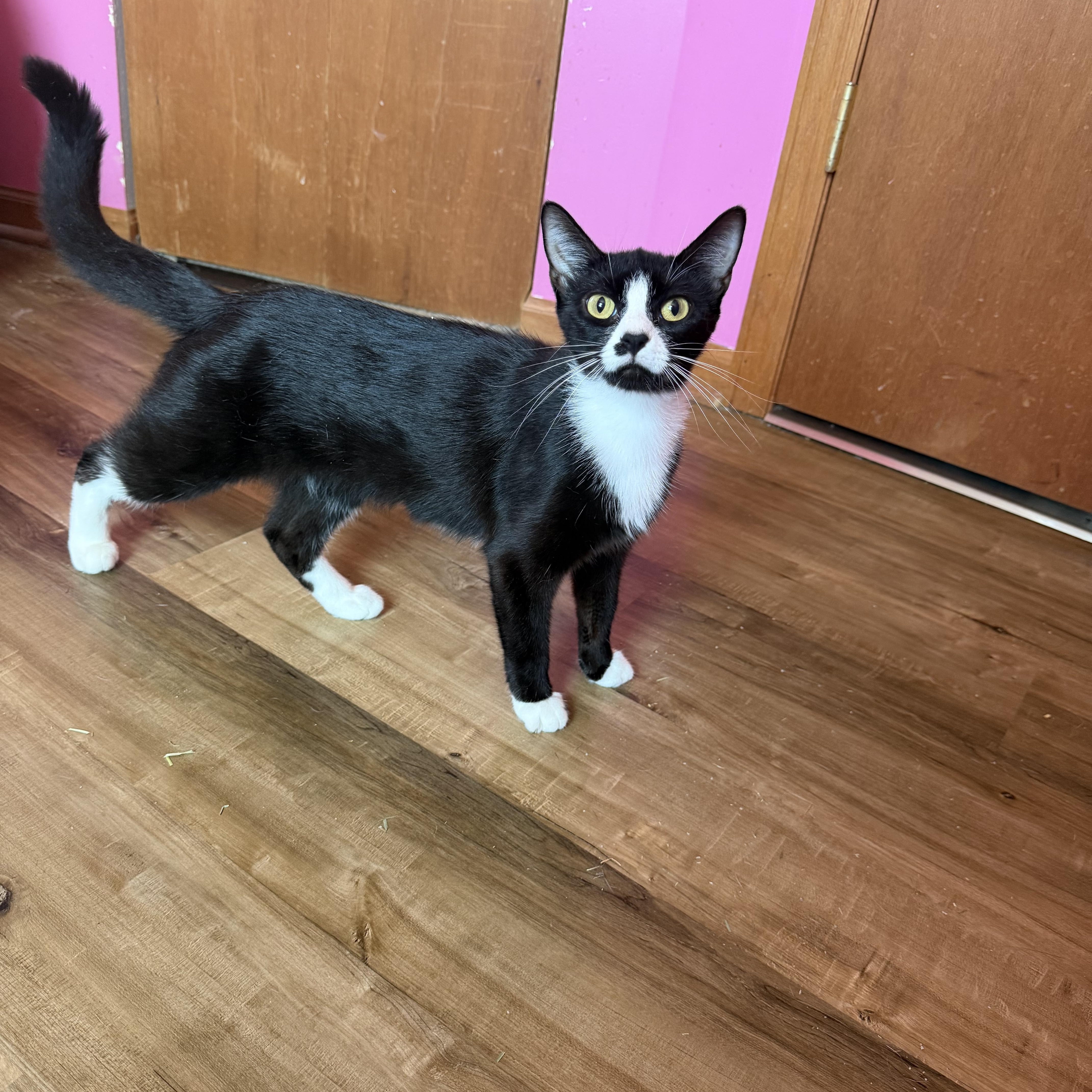 Lexi, ADOPTABLE, Adult Female Domestic Short Hair.