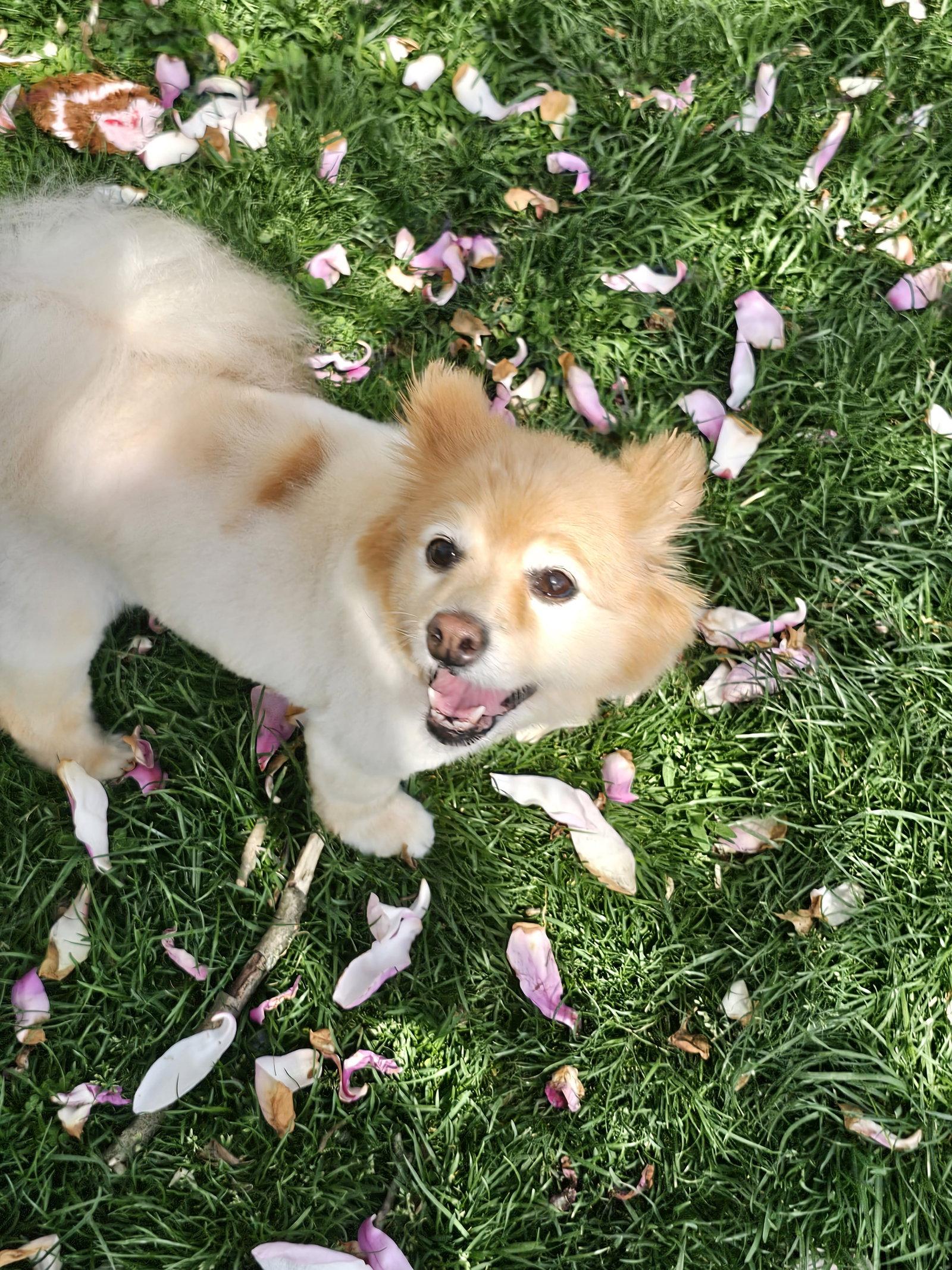 Yoko, Adoptable, Senior Female Pomeranian & Corgi.
