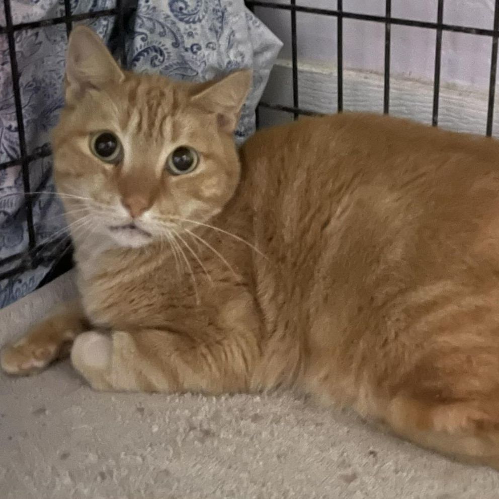 Morris, a Adoptable Domestic Short Hair in Lauderhill, FL image 1/2