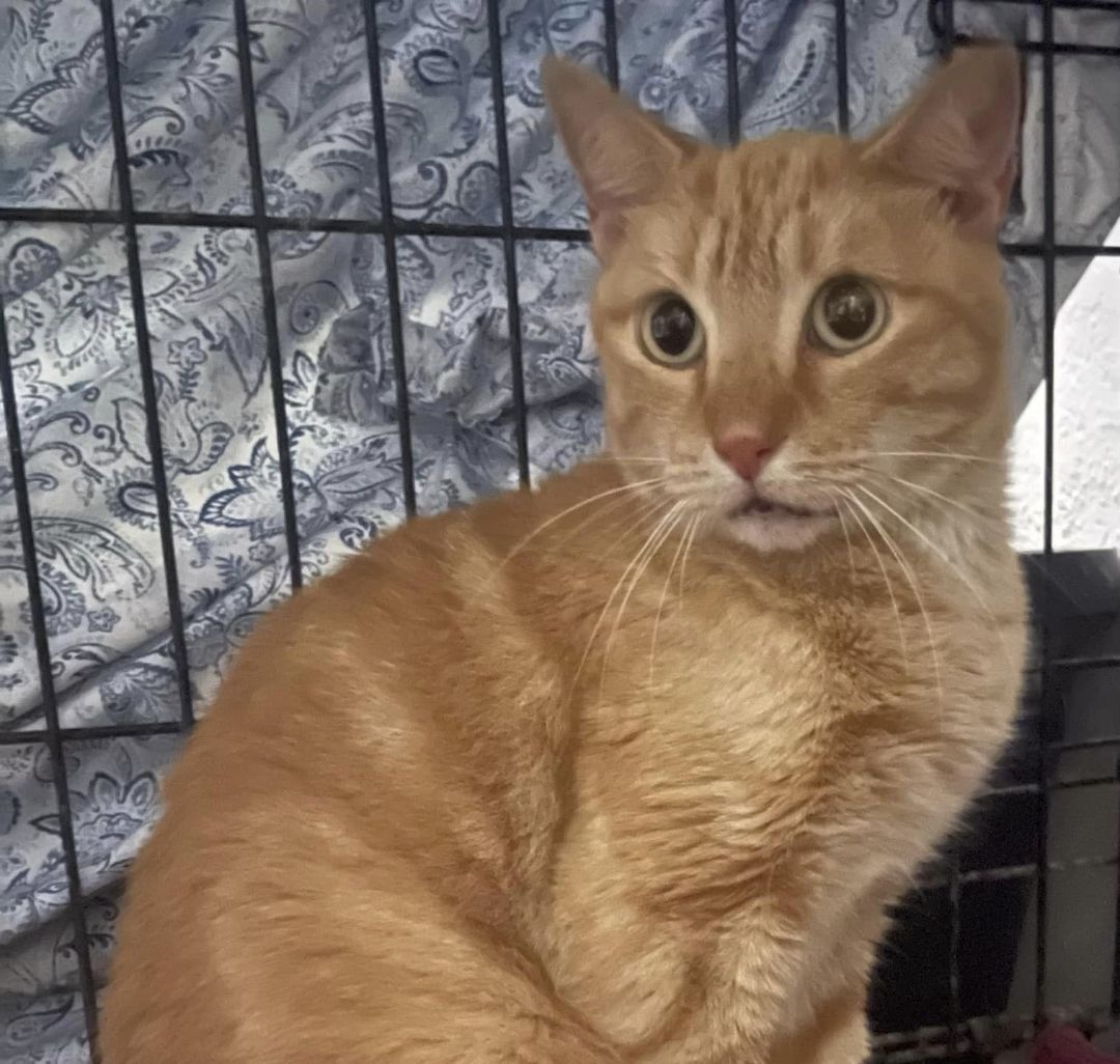 Morris, a Adoptable Domestic Short Hair in Lauderhill, FL image 2/2