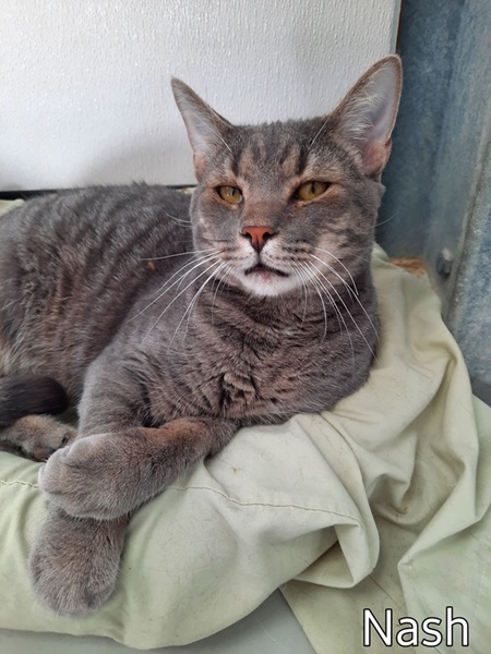 Nash, an adoptable American Shorthair & Domestic Short Hair Mix in Manning, SC_image-1