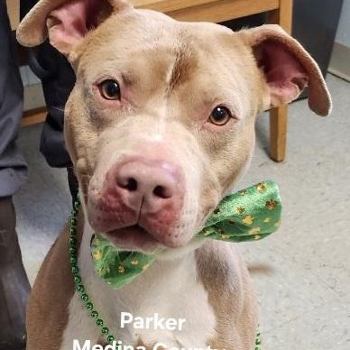 Parker, ADOPTABLE, Young Male Pit Bull Terrier.
