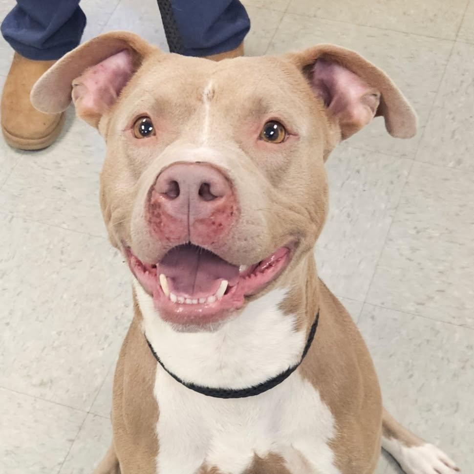 Parker, a ADOPTABLE mixed breed in Medina, OH image 1/2