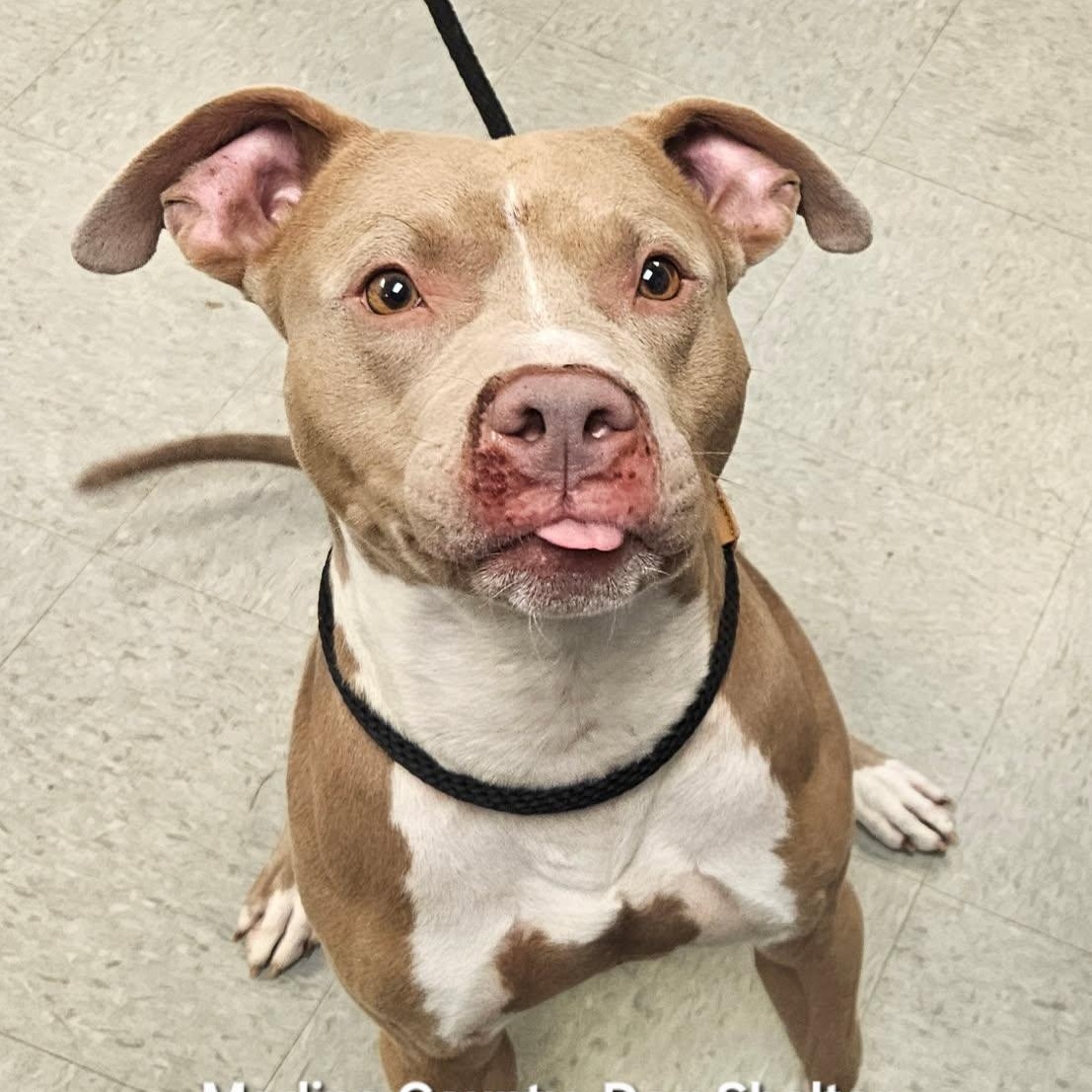 Parker, a ADOPTABLE mixed breed in Medina, OH image 2/2