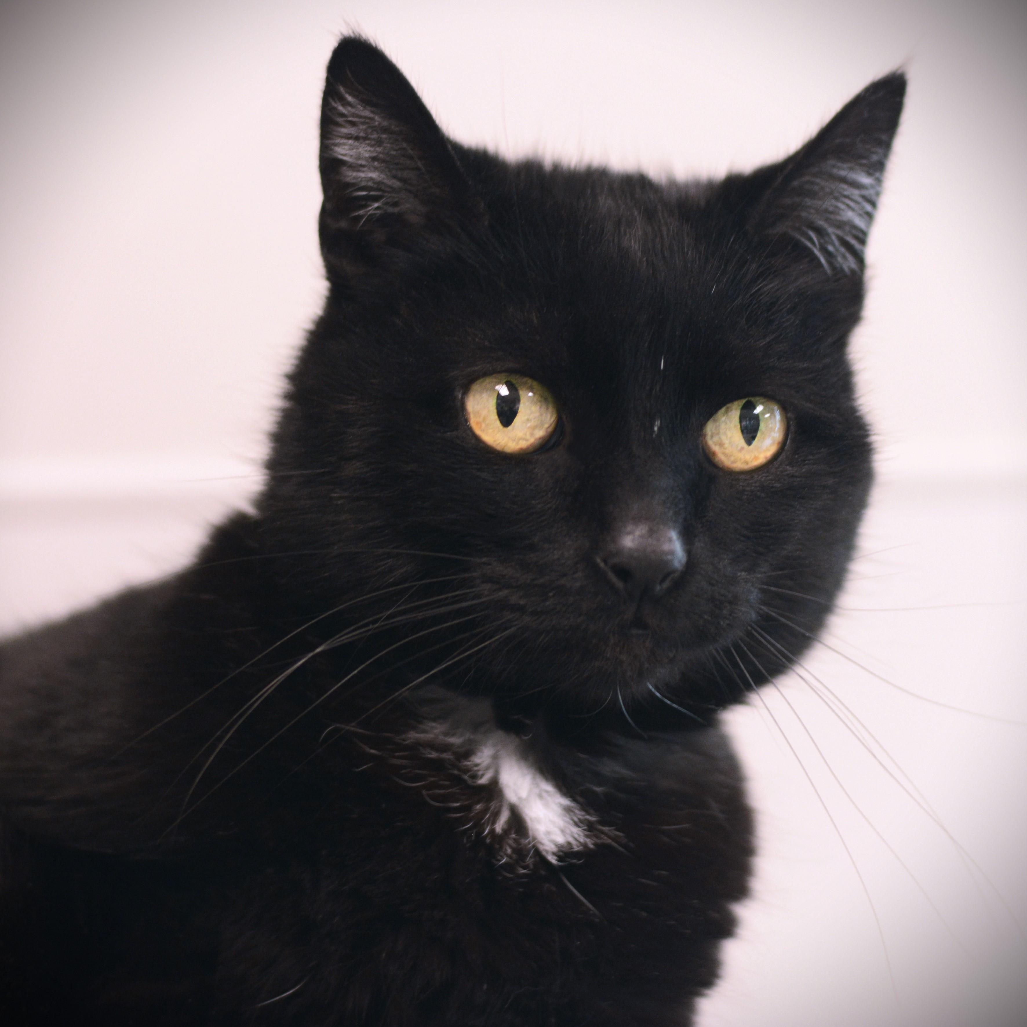 Lucy, ADOPTABLE, Senior Female Domestic Short Hair.