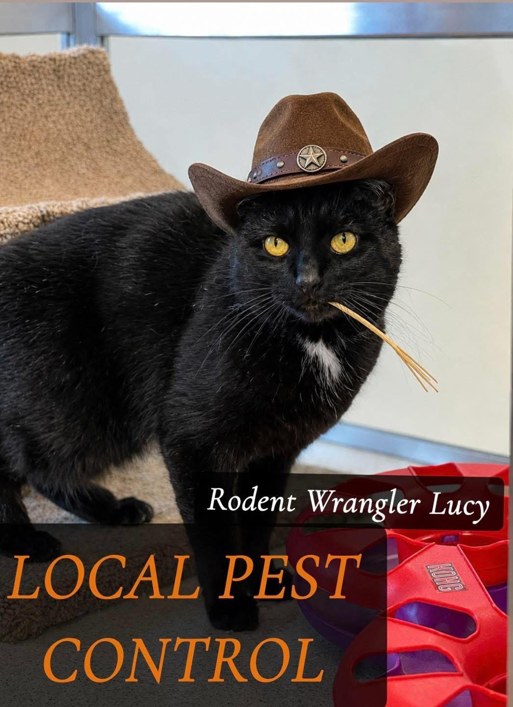 Enlarge Lucy, an adopted Domestic Short Hair in Amsterdam, NY image 1/3
