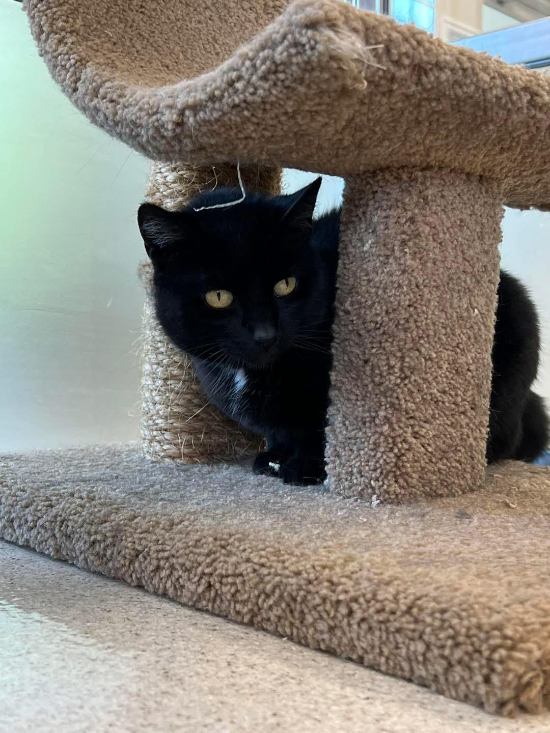 Enlarge Lucy, an adopted Domestic Short Hair in Amsterdam, NY image 2/3