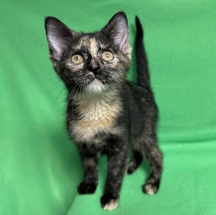 Enlarge Babe, an adopted Domestic Medium Hair in Benld, IL image 1/1