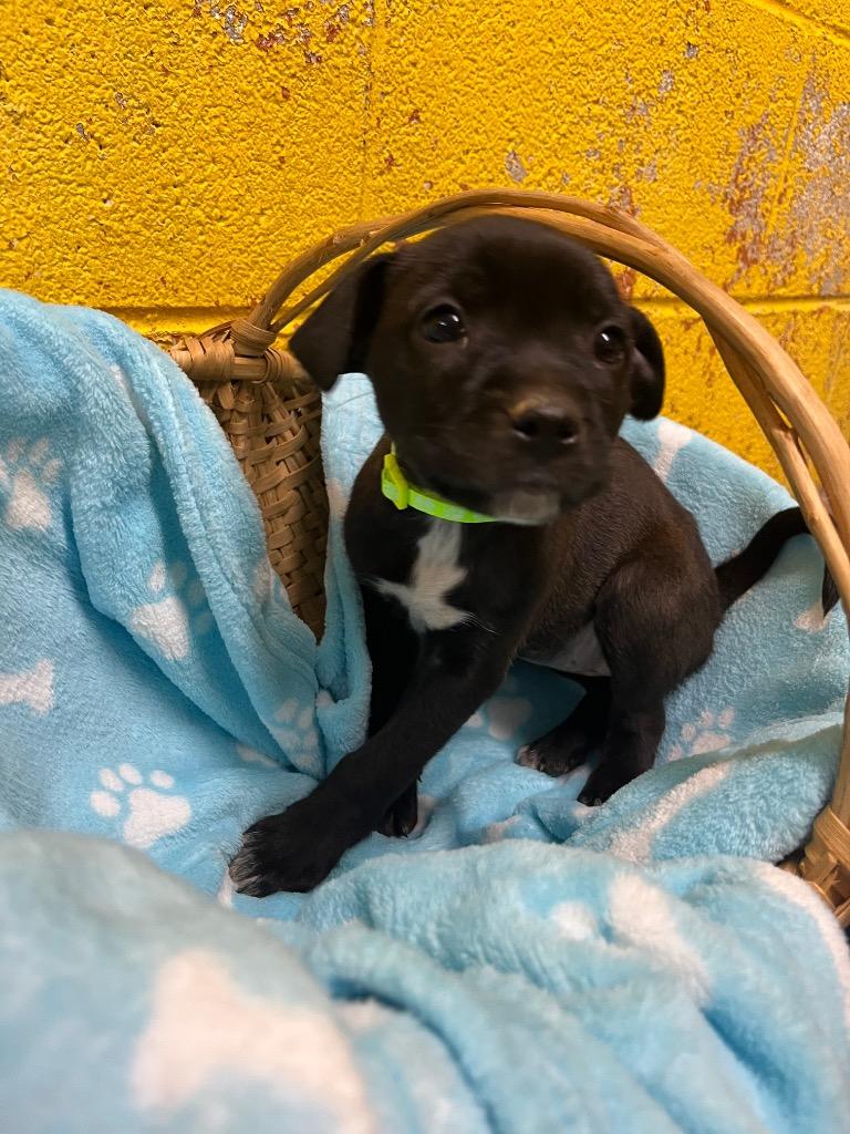 Lacey, Adoptable, Puppy Female Mixed Breed.