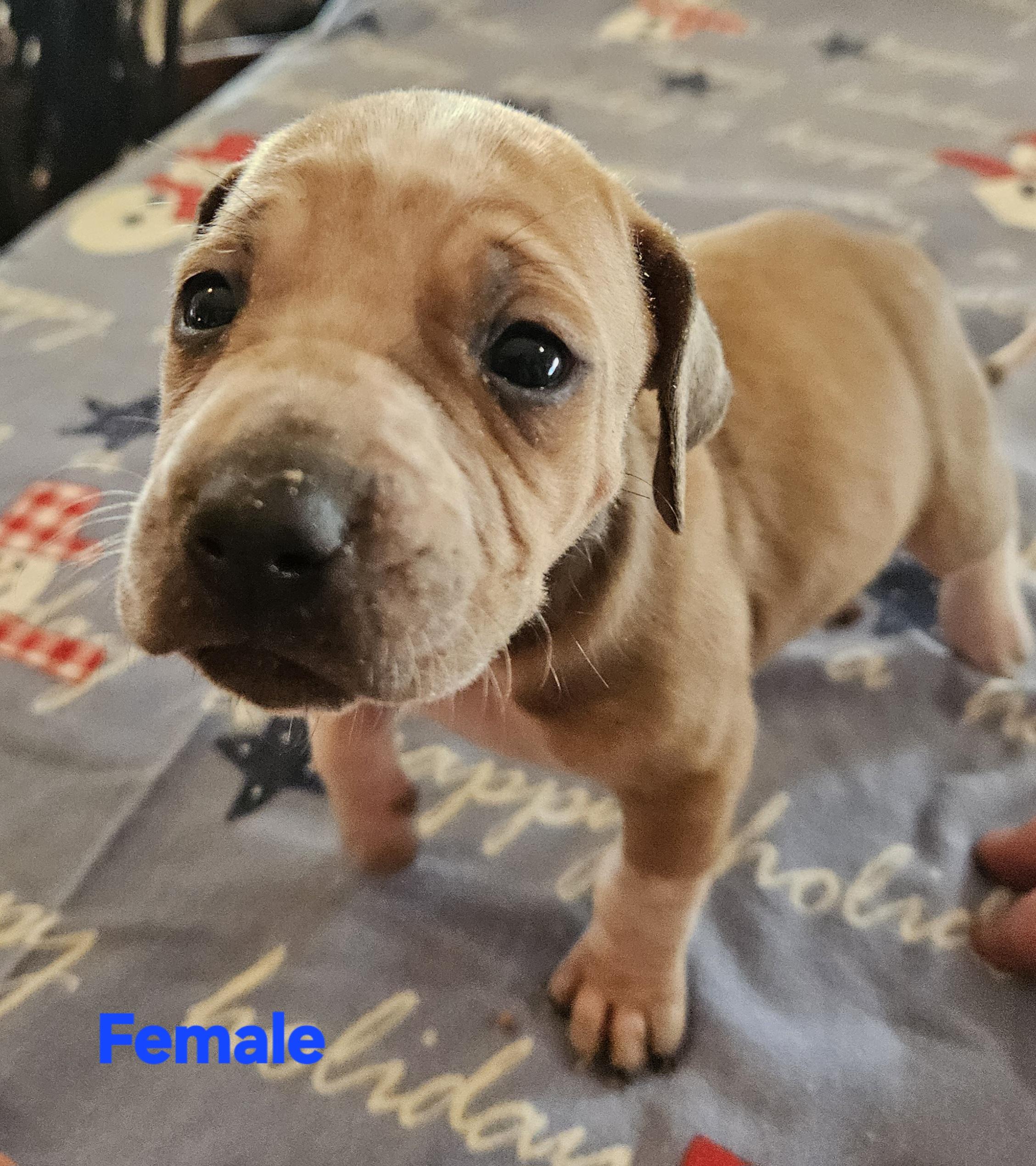 Enlarge Baobab (Female), a Adoptable English Coonhound in TULSA, OK image 6/6