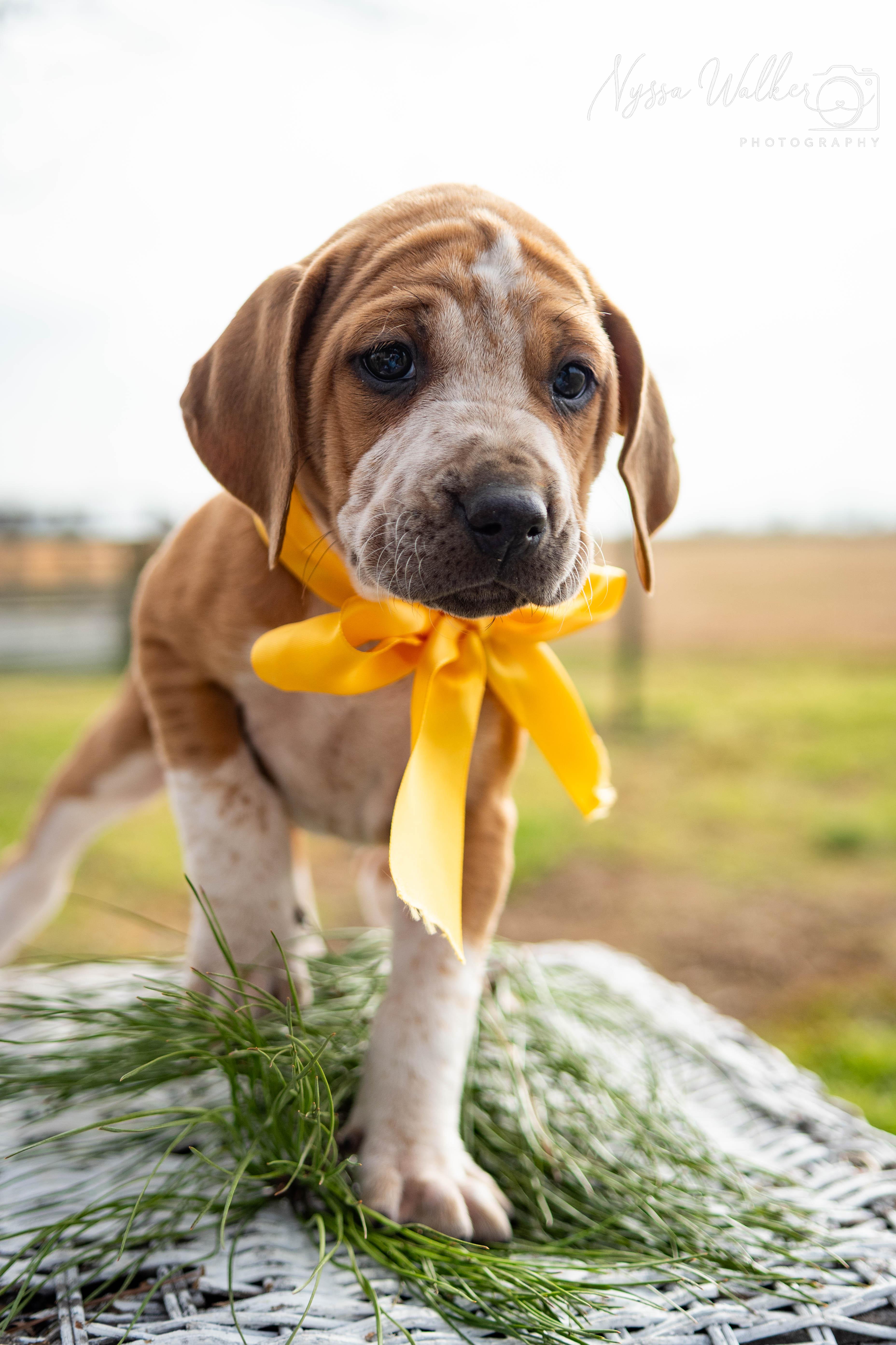 Enlarge Baobab (Female), a Adoptable English Coonhound in TULSA, OK image 2/6