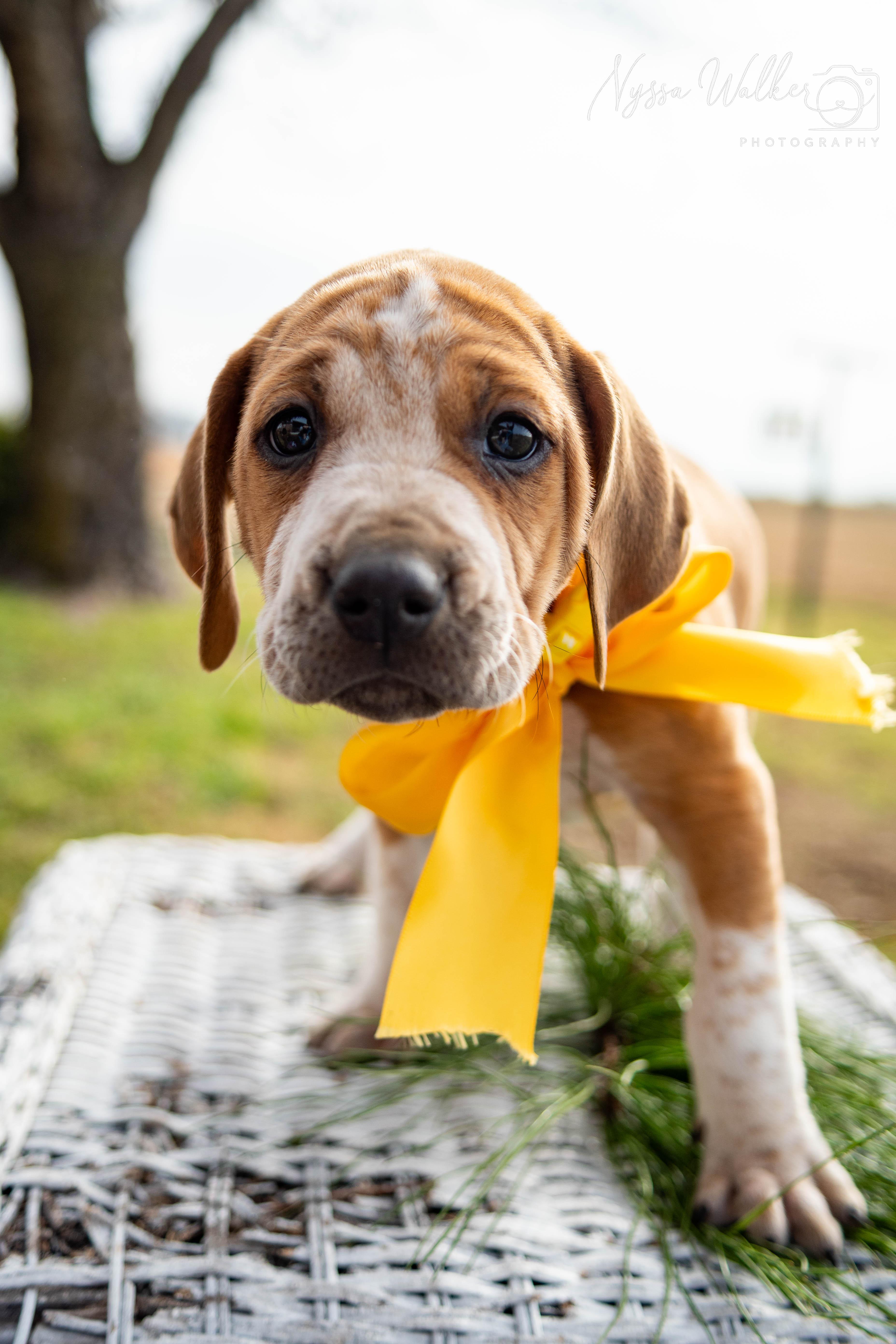 Enlarge Baobab (Female), a Adoptable English Coonhound in TULSA, OK image 4/6