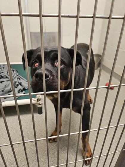 Enlarge Bella, a Adoptable mixed breed in Fallston, MD image 1/2