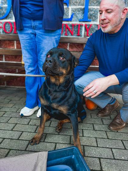 Enlarge Bella, a Adoptable mixed breed in Fallston, MD image 2/2
