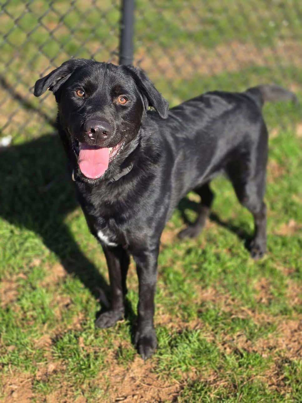 Enlarge Spencer, a ADOPTABLE mixed breed in Wappingers Falls, NY image 3/3