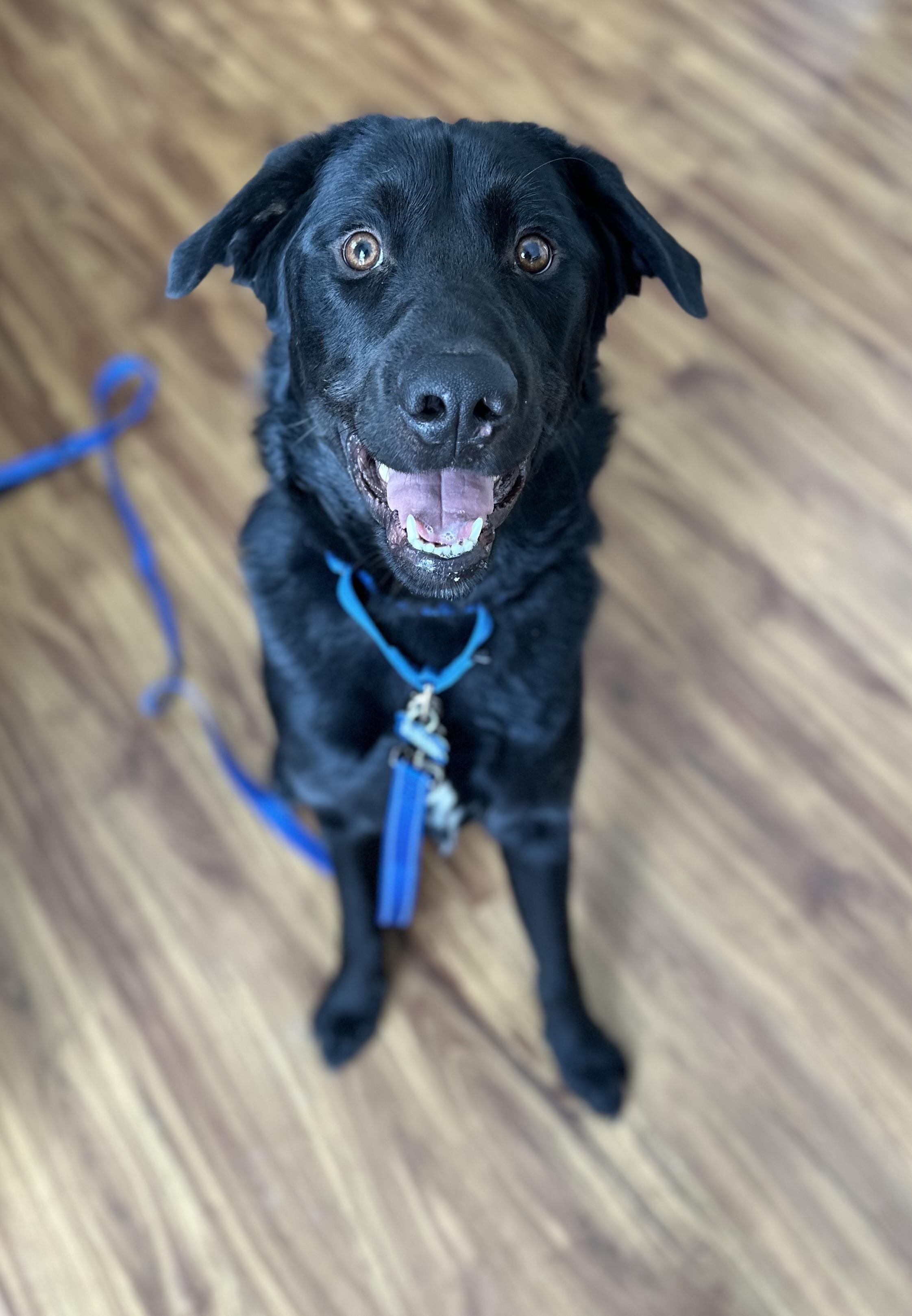 Spencer, ADOPTABLE, Adult Male Black Labrador Retriever.