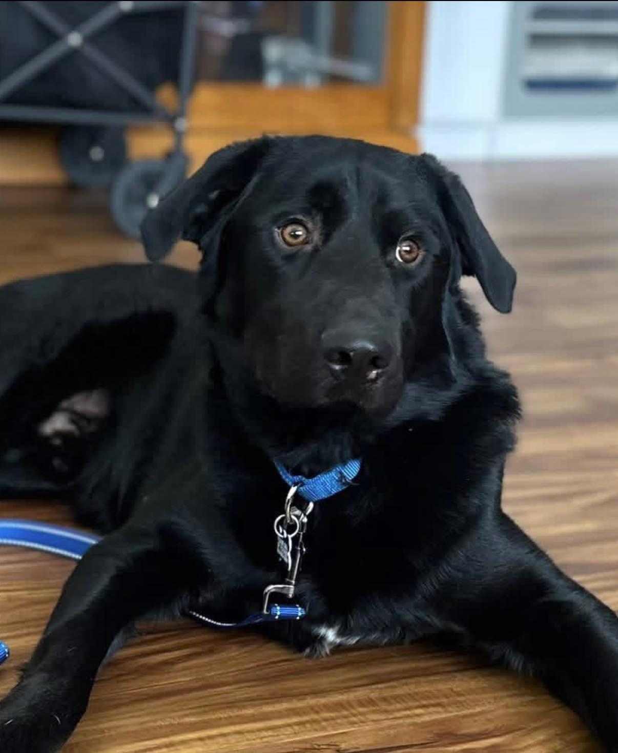 Enlarge Spencer, a ADOPTABLE mixed breed in Wappingers Falls, NY image 2/3