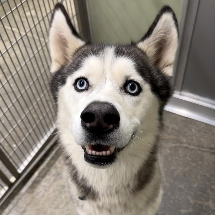 Echo, Adoptable, Adult Male Siberian Husky.