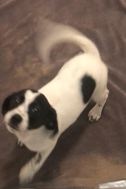 Enlarge Addi, an adopted mixed breed in Colleyville, TX image 2/3