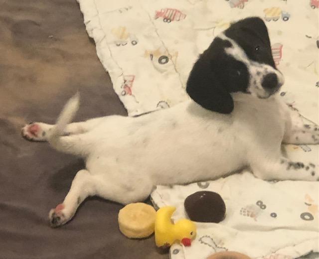 Addi, adopted, Puppy Female Beagle & Chihuahua.