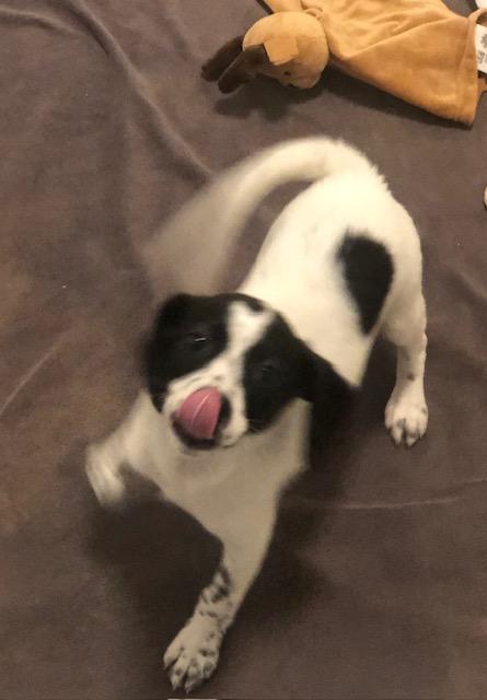 Enlarge Addi, an adopted mixed breed in Colleyville, TX image 3/3