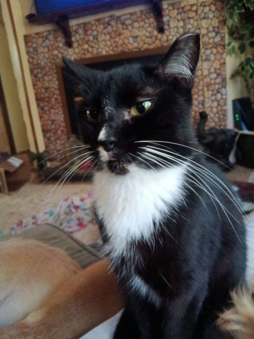 Enlarge Boostsie , a Adopted American Shorthair in Inverness, FL image 1/5