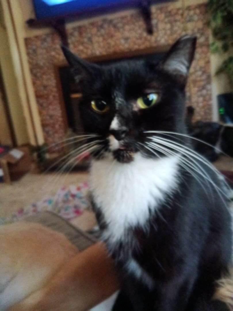 Enlarge Boostsie , a Adopted American Shorthair in Inverness, FL image 2/5