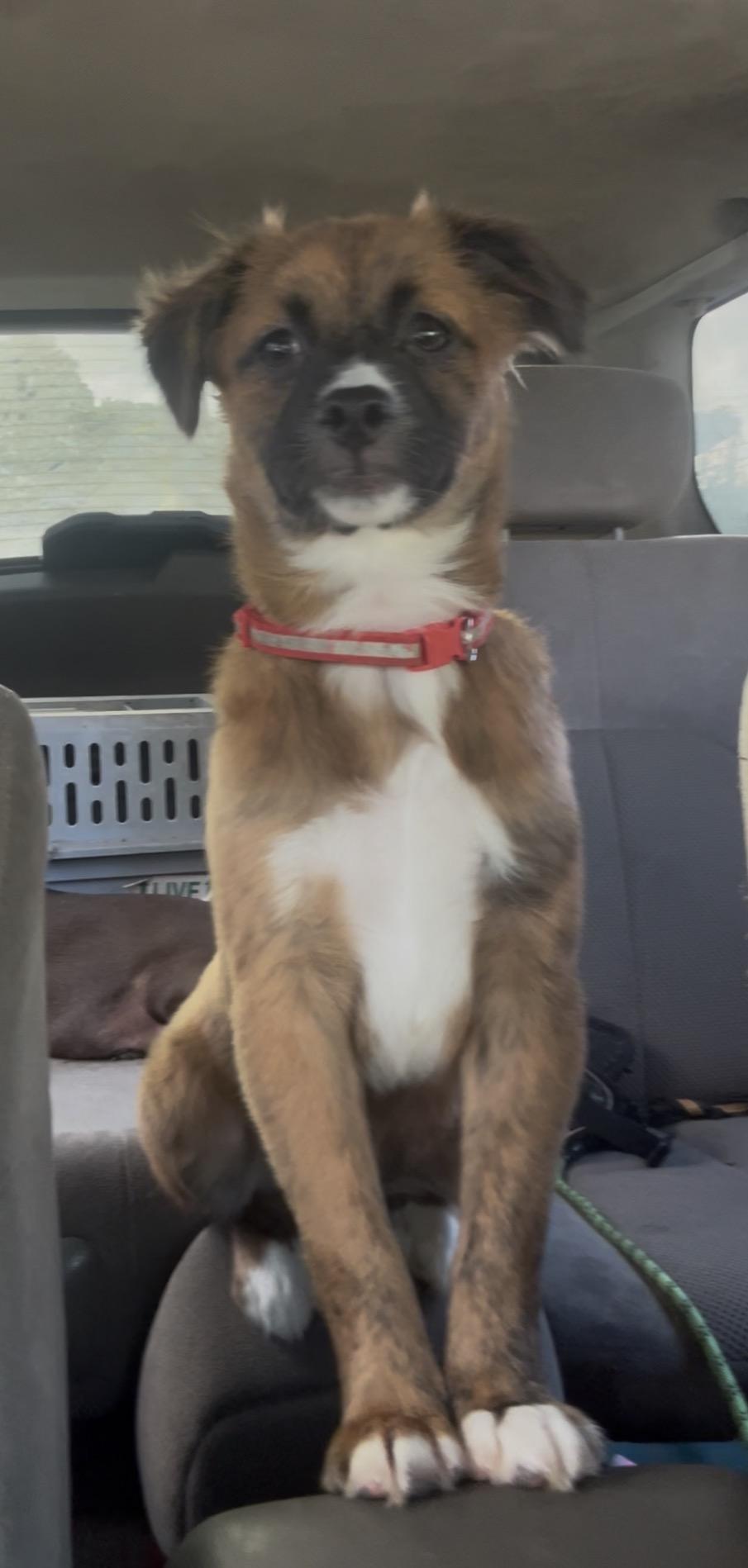 Noelle, Adoptable, Puppy Female Pomeranian & Australian Shepherd.
