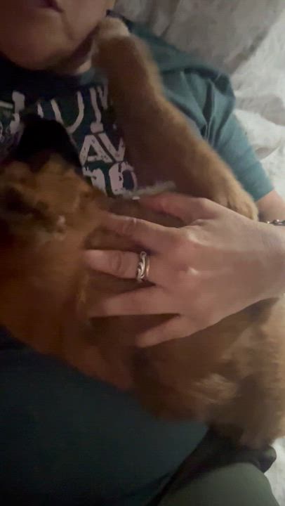 Enlarge Noelle, a Adoptable mixed breed in Windsor Locks, CT video 3/5