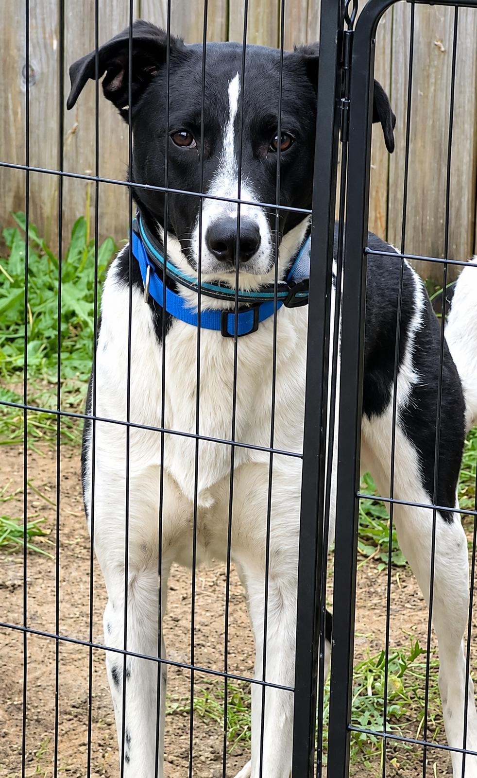 Enlarge KIRBY - COURTESY LISTING, a Adoptable mixed breed in Yorktown , VA image 2/6