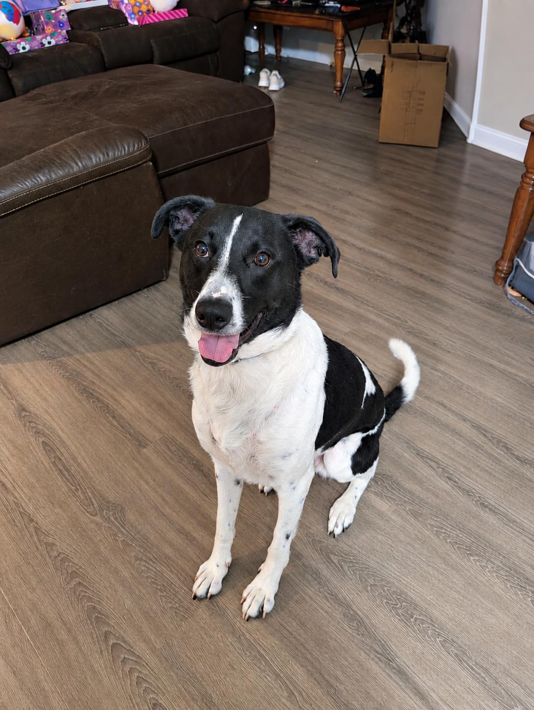 Enlarge KIRBY - COURTESY LISTING, a Adoptable mixed breed in Yorktown , VA image 1/6