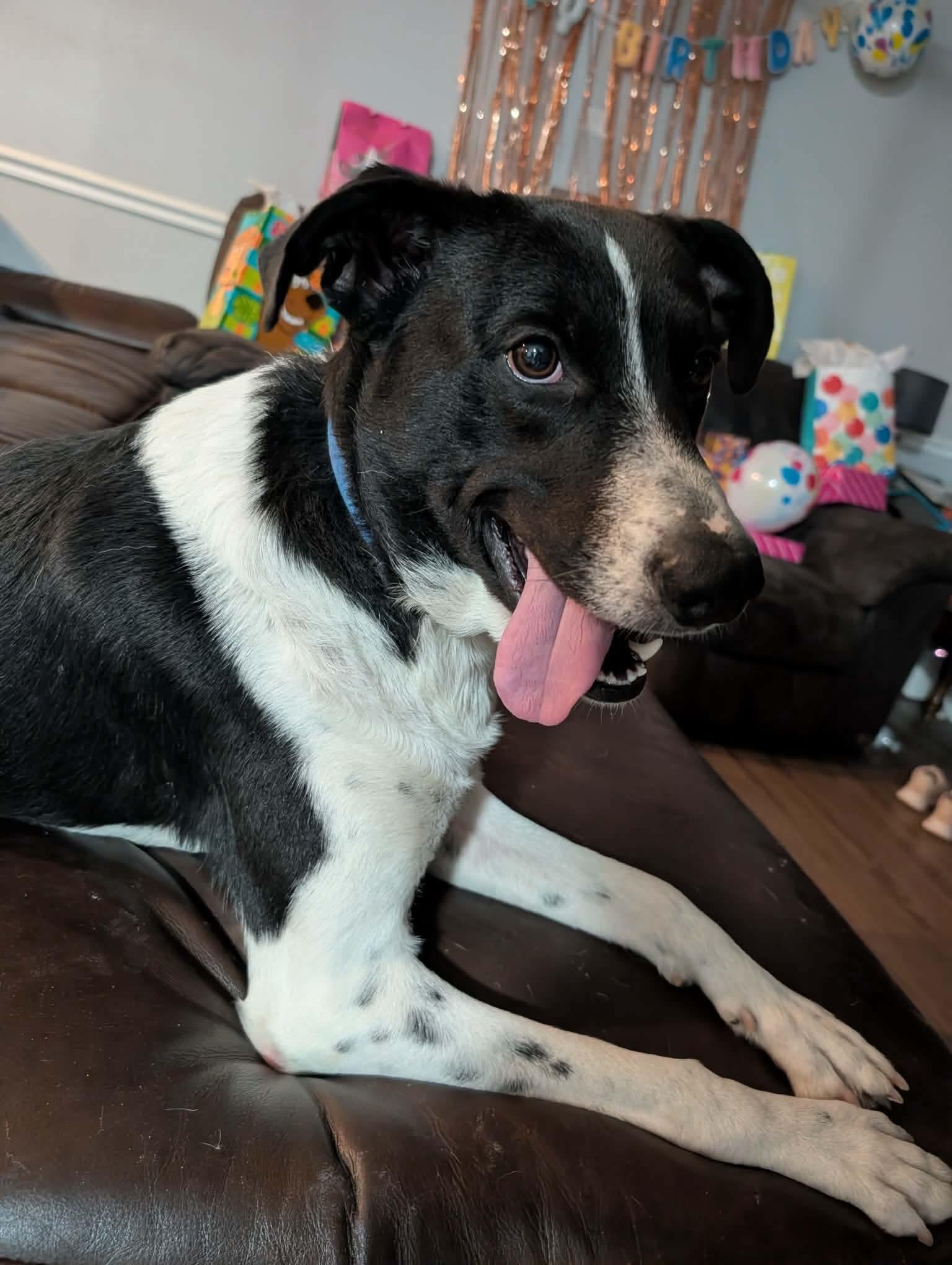 Enlarge KIRBY - COURTESY LISTING, a Adoptable mixed breed in Yorktown , VA image 3/6