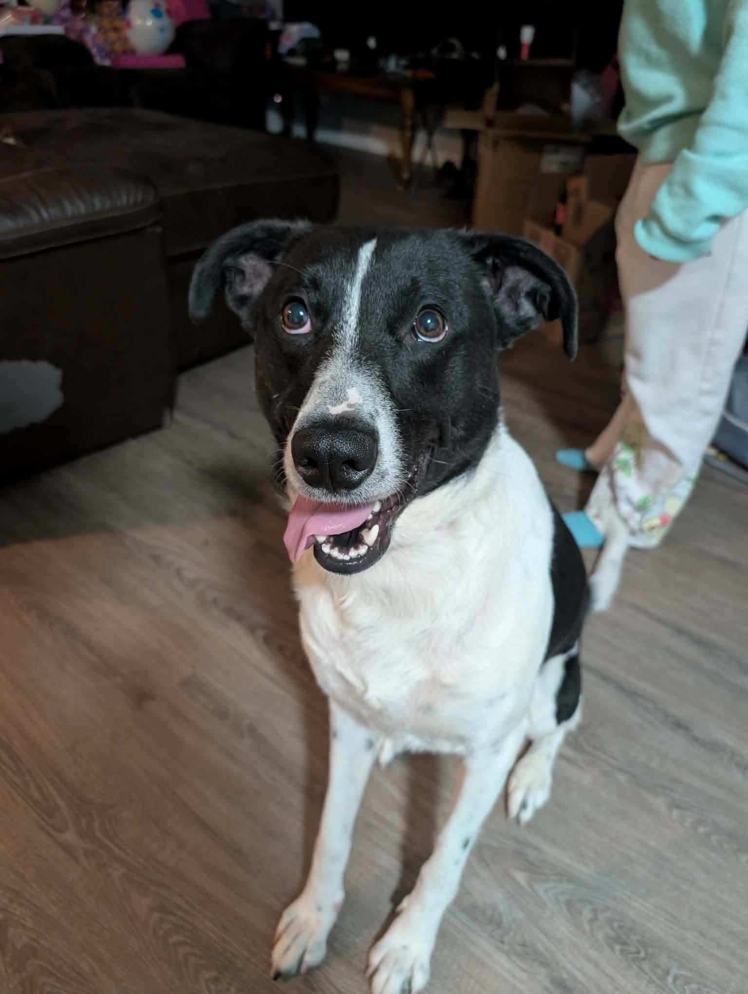 Enlarge KIRBY - COURTESY LISTING, a Adoptable mixed breed in Yorktown , VA image 6/6