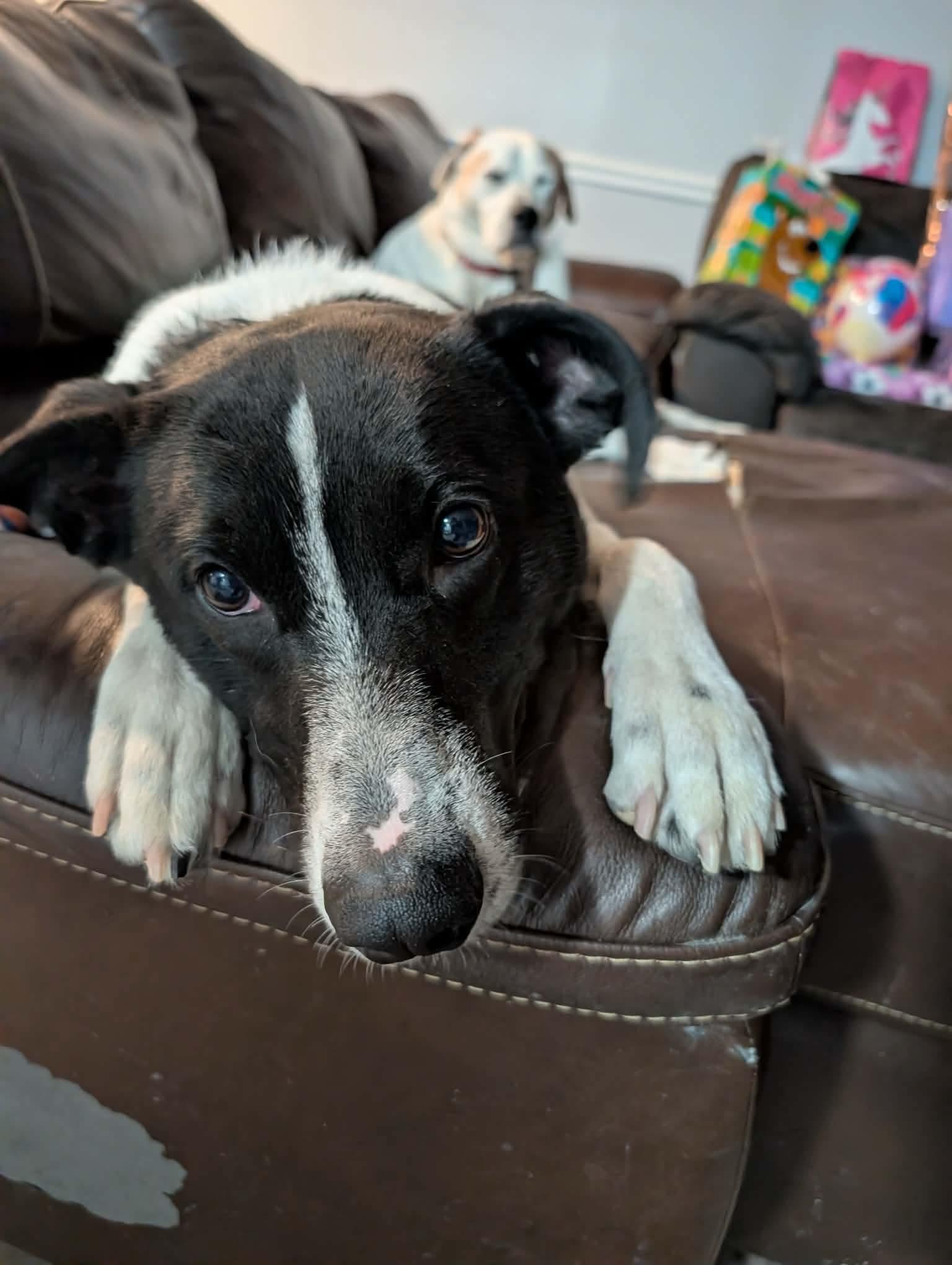 Enlarge KIRBY - COURTESY LISTING, a Adoptable mixed breed in Yorktown , VA image 4/6
