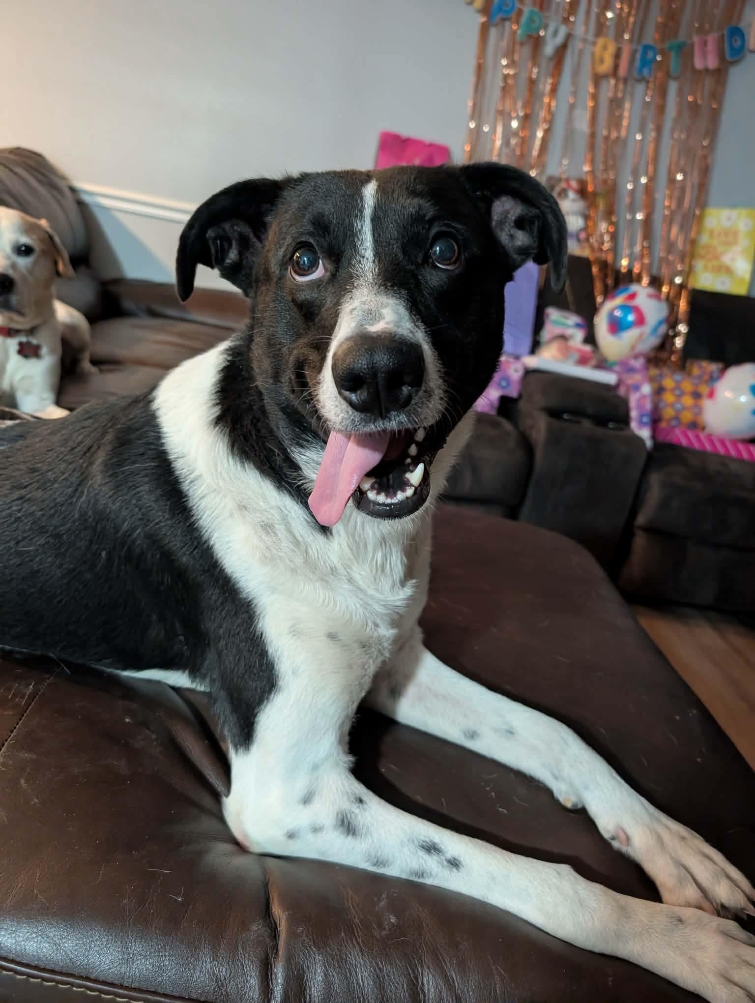 Enlarge KIRBY - COURTESY LISTING, a Adoptable mixed breed in Yorktown , VA image 5/6