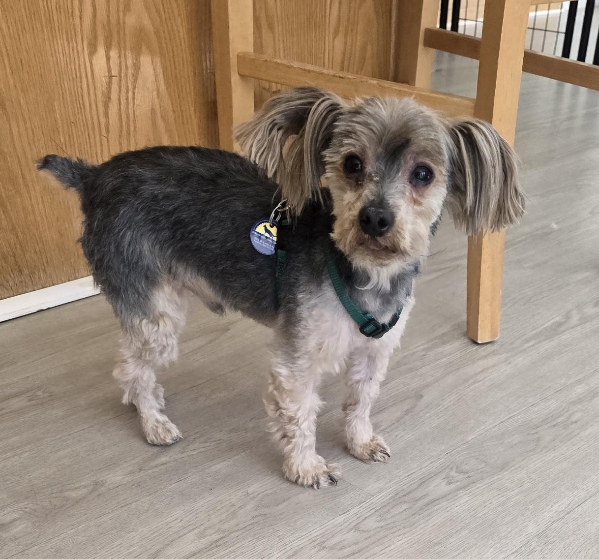 Enlarge Munchie, an adoptable Yorkshire Terrier in Severn, MD image 1/5