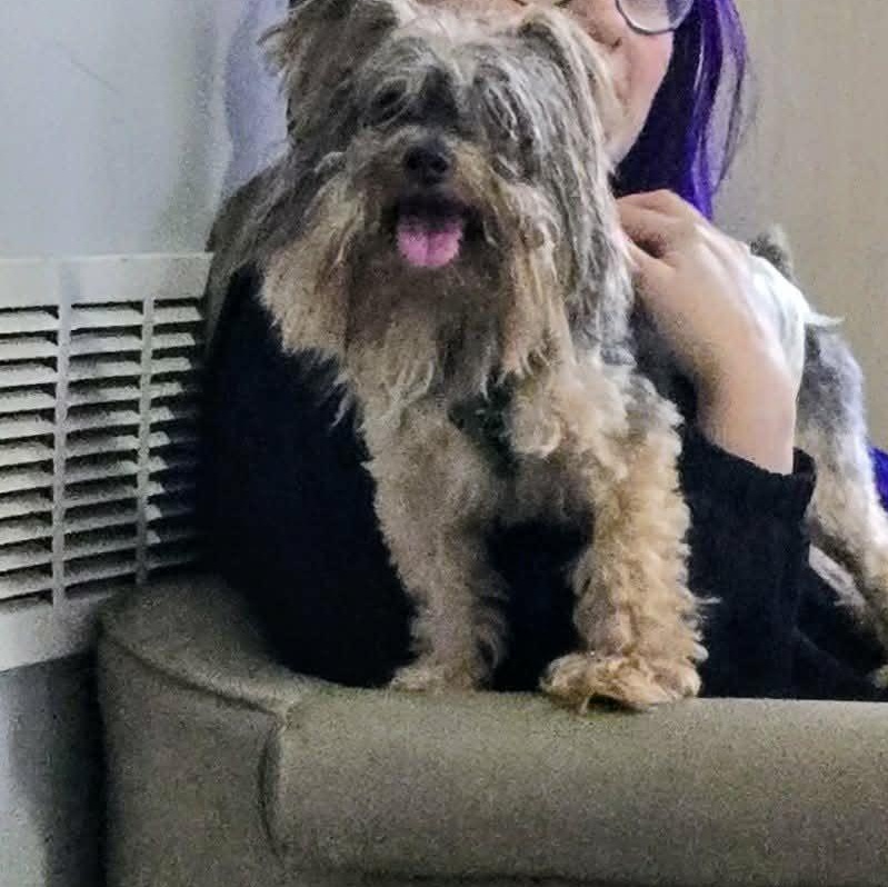 Enlarge Munchie, an adoptable Yorkshire Terrier in Severn, MD image 3/5