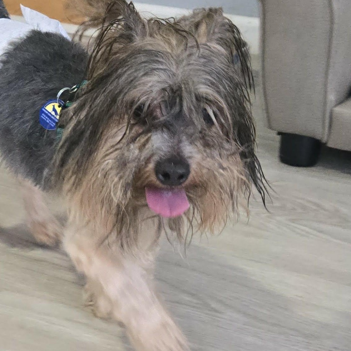 Enlarge Munchie, an adoptable Yorkshire Terrier in Severn, MD image 4/5