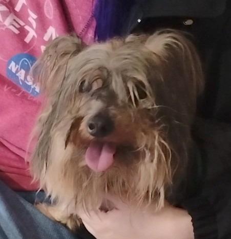 Enlarge Munchie, an adoptable Yorkshire Terrier in Severn, MD image 5/5