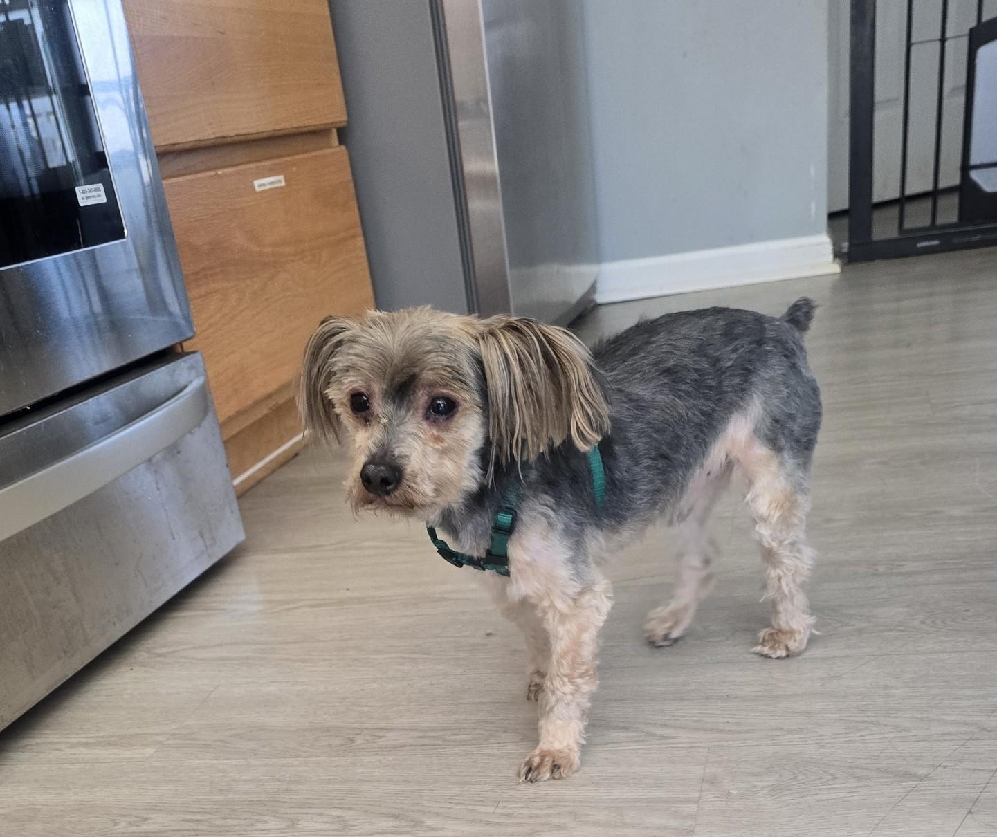 Enlarge Munchie, an adoptable Yorkshire Terrier in Severn, MD image 2/5