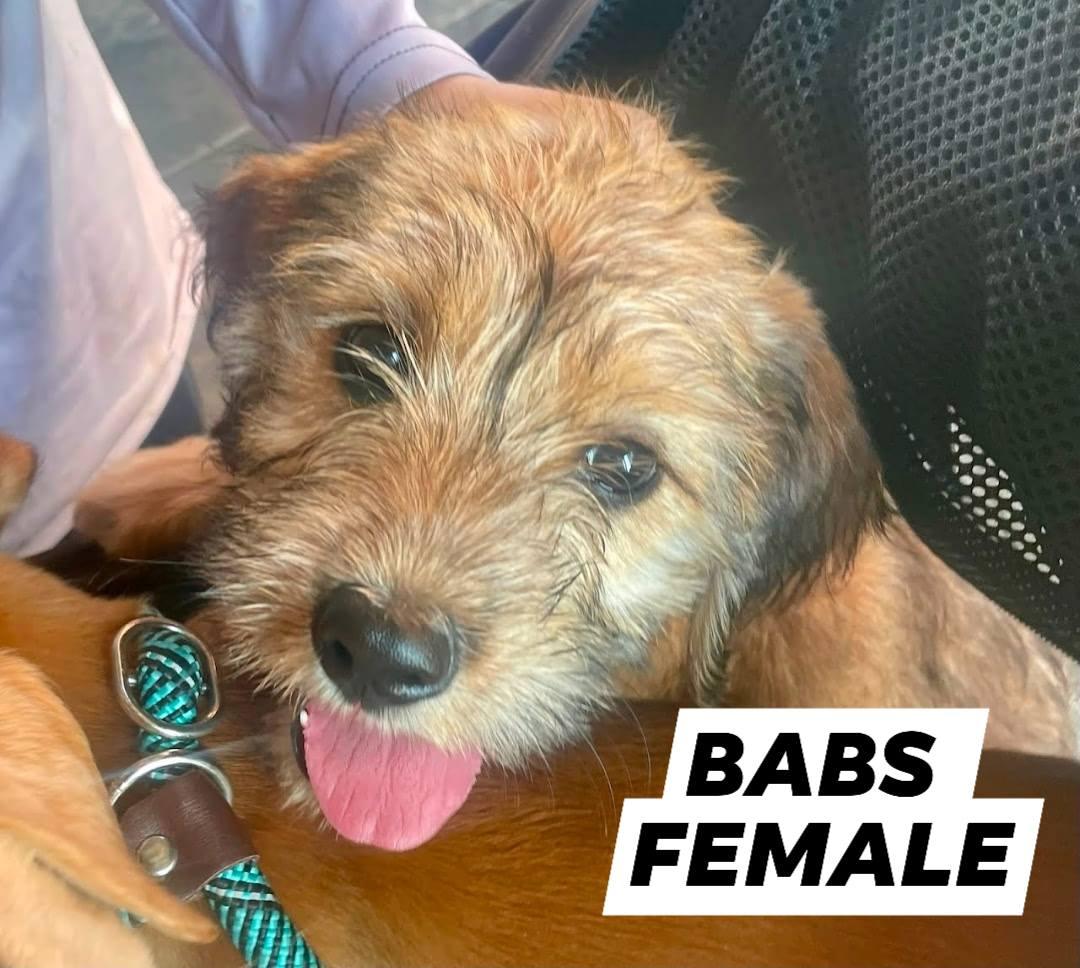 Enlarge Babs, a Adopted mixed breed in Myrtle Beach, SC image 1/1