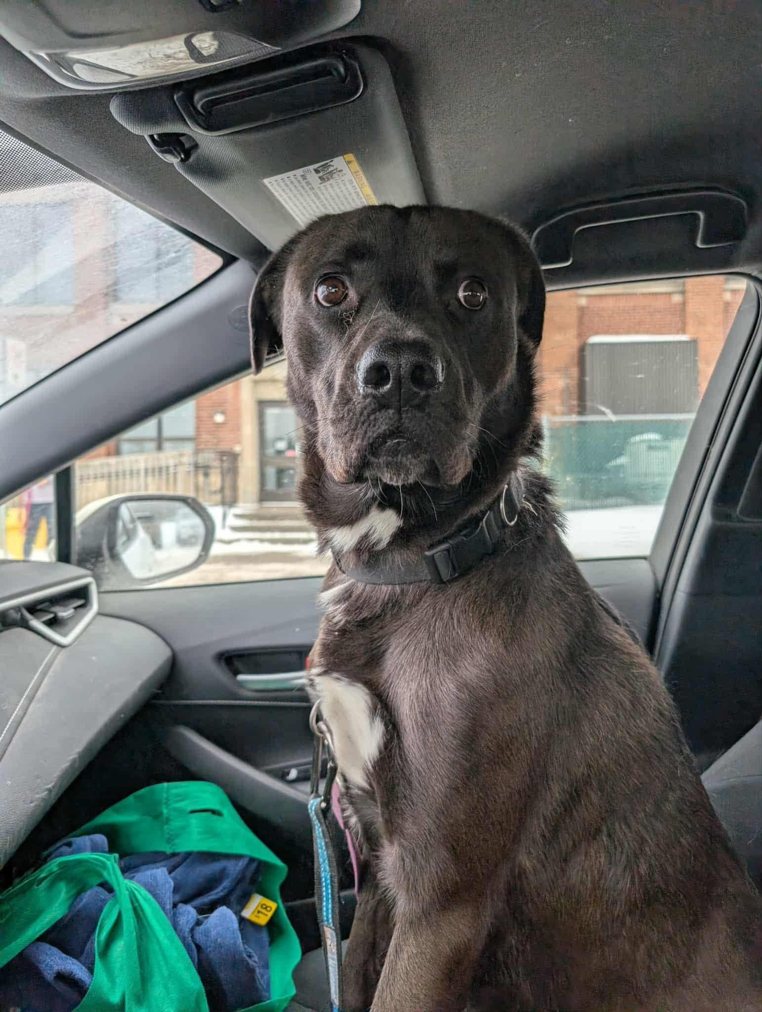Enlarge Drake , a ADOPTABLE mixed breed in Kirkland Lake, ON image 1/1