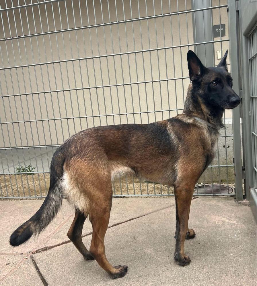 Onyx - Located in CA, Adoptable, Adult Female Belgian Shepherd / Malinois.