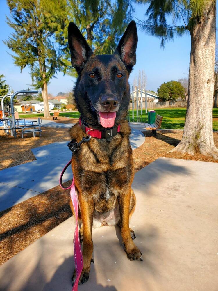 Enlarge Onyx - Located in CA, a Adoptable Belgian Shepherd / Malinois in Oakland, CA image 1/6